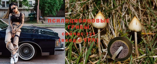 амф Магас
